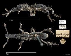 Brentidae sp. "AYC 147" • © Ang Yuchen • All Rights Reserved