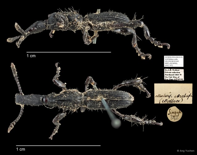 Brentidae sp. "AYC 147" • © Ang Yuchen • All Rights Reserved