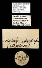 Brentidae sp. "AYC 147" • All Rights Reserved Museum Label