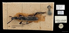 Brentidae sp. "AYC 148" • © Ang Yuchen • All Rights Reserved