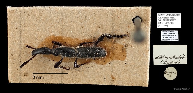 Brentidae sp. "AYC 148" • © Ang Yuchen • All Rights Reserved