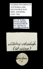 Brentidae sp. "AYC 148" • All Rights Reserved Museum Label