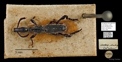 Brentidae sp. "AYC 149" • © Ang Yuchen • All Rights Reserved