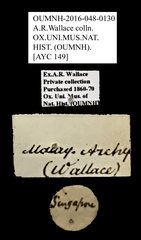 Brentidae sp. "AYC 149" • All Rights Reserved Museum Label