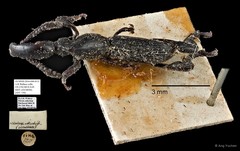 Brentidae sp. "AYC 150" • © Ang Yuchen • All Rights Reserved