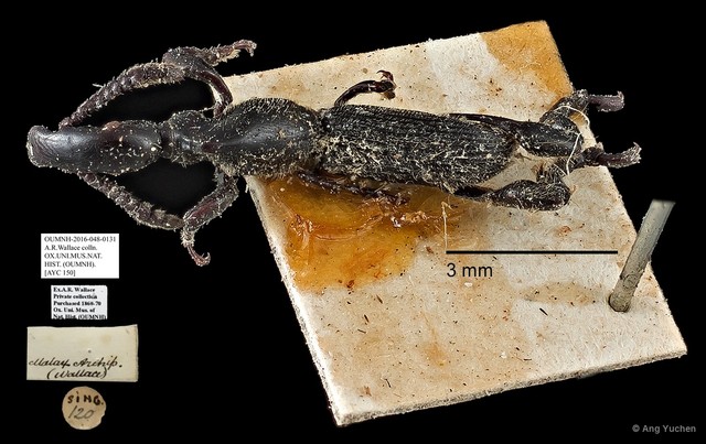 Brentidae sp. "AYC 150" • © Ang Yuchen • All Rights Reserved