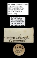 Brentidae sp. "AYC 150" • All Rights Reserved Museum Label