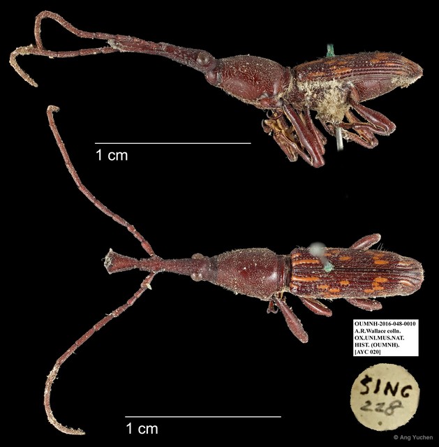 Brentidae sp. "AYC 20" • © Ang Yuchen • All Rights Reserved