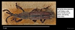 Brentidae sp. "AYC 21" • © Ang Yuchen • All Rights Reserved