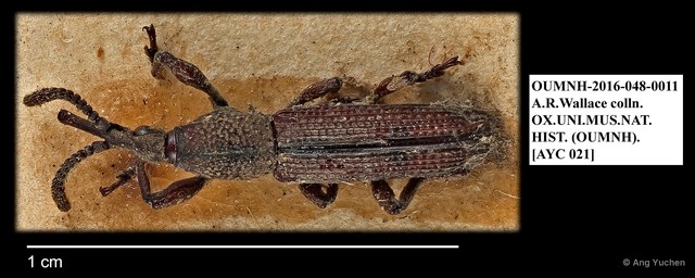 Brentidae sp. "AYC 21" • © Ang Yuchen • All Rights Reserved