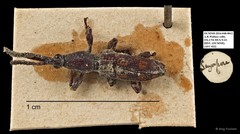 Brentidae sp. "AYC 22" • © Ang Yuchen • All Rights Reserved