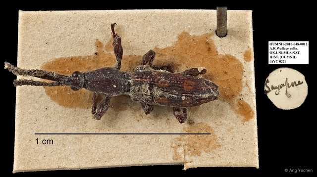 Brentidae sp. "AYC 22" • © Ang Yuchen • All Rights Reserved