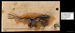 Brentidae sp. "AYC 23" • © Ang Yuchen • All Rights Reserved