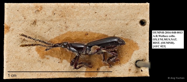 Brentidae sp. "AYC 23" • © Ang Yuchen • All Rights Reserved
