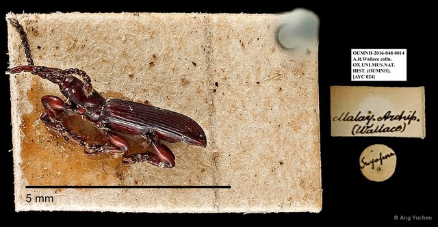 Brentidae sp. "AYC 24" • © Ang Yuchen • All Rights Reserved