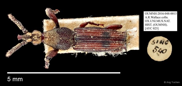 Brentidae sp. "AYC 25" • © Ang Yuchen • All Rights Reserved