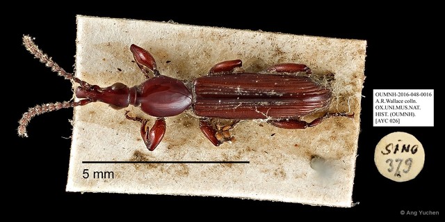 Brentidae sp. "AYC 26" • © Ang Yuchen • All Rights Reserved