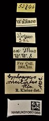Cyphagogus conciliatus • All Rights Reserved Museum Label