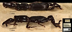 Cyphagogus cyrtotrachelus • © Ang Yuchen • CC BY 4.0