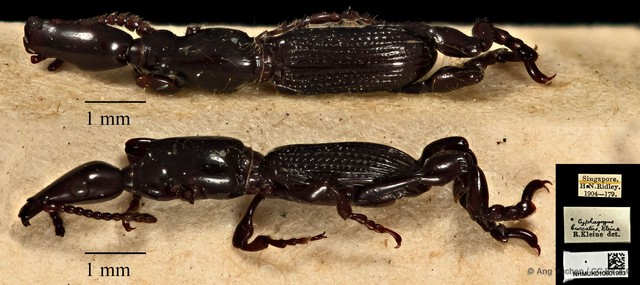 Cyphagogus cyrtotrachelus • © Ang Yuchen • CC BY 4.0