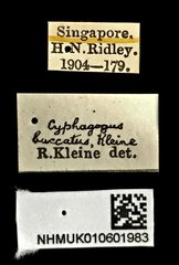 Cyphagogus cyrtotrachelus • All Rights Reserved Museum Label