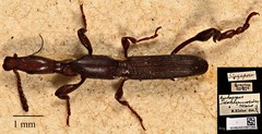 Cyphagogus densepunctatus • © Ang Yuchen • CC BY 4.0