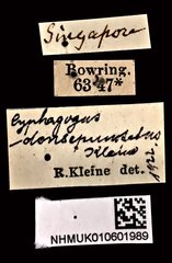 Cyphagogus densepunctatus • All Rights Reserved Museum Label