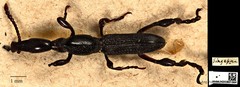 Cyphagogus eichhorni • © Ang Yuchen • CC BY 4.0