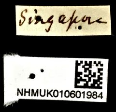 Cyphagogus eichhorni • All Rights Reserved Museum Label