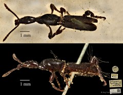 Cyphagogus eichhorni • © Ang Yuchen • CC BY 4.0