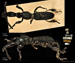 Cyphagogus planifrons • © Ang Yuchen • CC BY 4.0