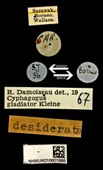 Cyphagogus planifrons • All Rights Reserved Museum Label