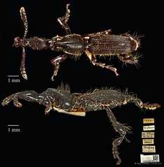Cyphagogus planifrons • © Ang Yuchen • CC BY 4.0