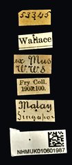 Cyphagogus planifrons • All Rights Reserved Museum Label