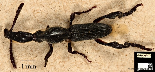 Cyphagogus westwoodii • © Ang Yuchen • CC BY 4.0