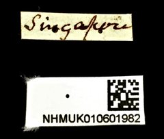 Cyphagogus westwoodii • All Rights Reserved Museum Label