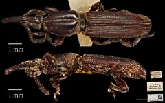 Trachelizus bisulcatus • © Ang Yuchen • CC BY 4.0