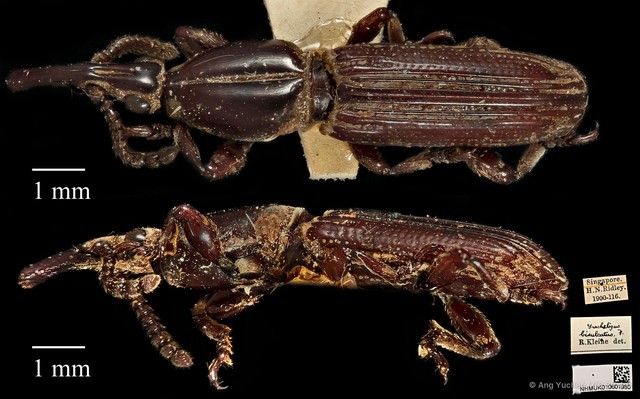 Trachelizus bisulcatus • © Ang Yuchen • CC BY 4.0