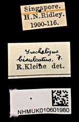 Trachelizus bisulcatus • All Rights Reserved Museum Label