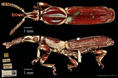 Trachelizus bisulcatus • © Ang Yuchen • CC BY 4.0