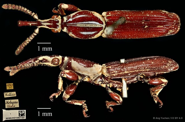 Trachelizus bisulcatus