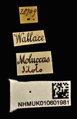 Trachelizus bisulcatus • All Rights Reserved Museum Label