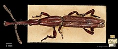 Tracheloschizus cameratus • © Ang Yuchen • CC BY 4.0