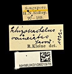 Tracheloschizus cameratus • All Rights Reserved Museum Label