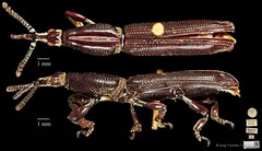 Tracheloschizus cameratus • © Ang Yuchen • CC BY 4.0