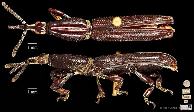 Tracheloschizus cameratus