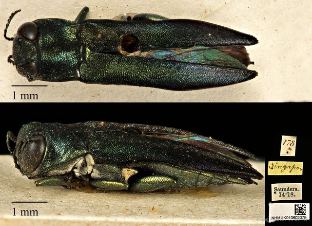 Agrilus albolatus • © Ang Yuchen • CC BY 4.0