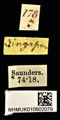 Agrilus albolatus • All Rights Reserved Museum Label
