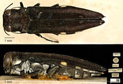 Agrilus albopunctatus • © Ang Yuchen • CC BY 4.0