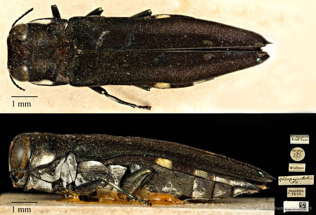 Agrilus albopunctatus • © Ang Yuchen • CC BY 4.0